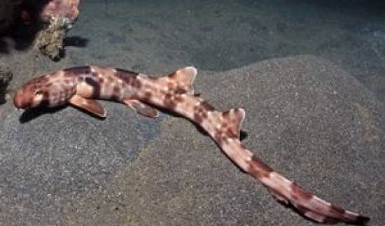 Νέο είδος καρχαρία που &quot;περπατάει&quot; εντοπίστηκε στην Ινδονησία (VIDEO)