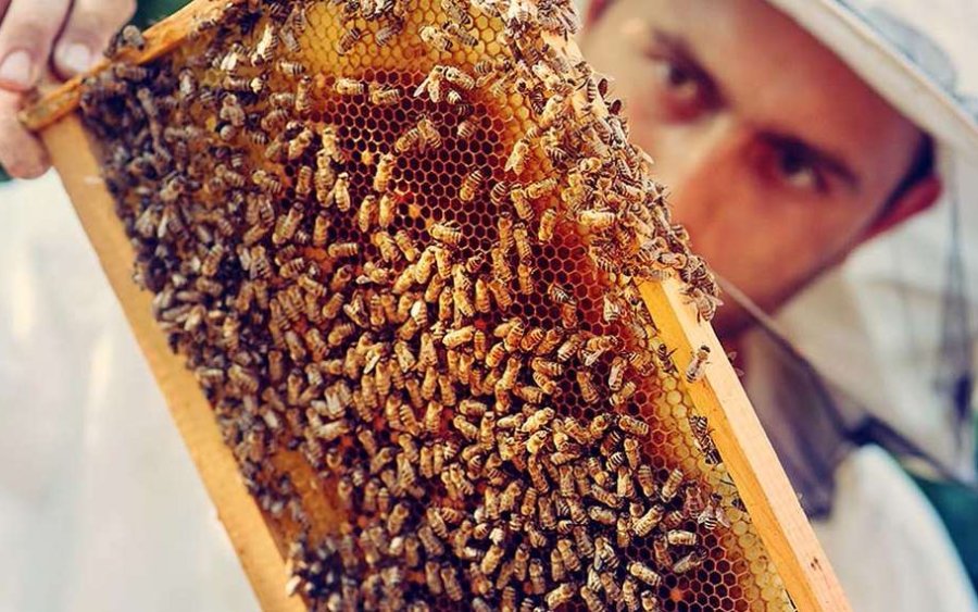 Ε.Α.Σ. : Εγκρίθηκαν παρεμβάσεις Μελισσοκομίας ύψους 10,7 εκ. ευρώ