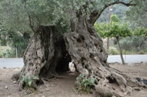Δρ. Σπ. Θεοτοκάτος: &quot;Μνημειακά αρκετά ελαιόδεντρα της Κεφαλονιάς&quot;