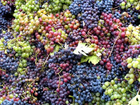 Προς επίδοξο Κεφαλλονίτη και Θιακό ερασιτέχνη οινοποιό