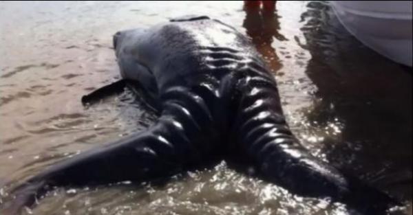 Βρέθηκαν σιαμαίες φάλαινες (video)