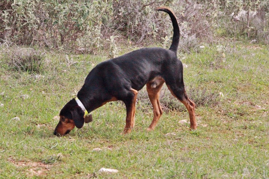 Χάθηκαν δύο λαγόσκυλα στα Σιμωτάτα