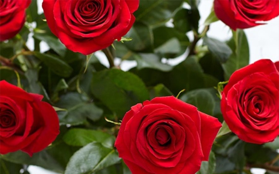 Γ. Μανωλάτος: Πέντε τριαντάφυλλα για τους πέντε συμπολίτες μας που εκτέλεσαν οι Γερμανοί Κατακτητές στο Ληξούρι