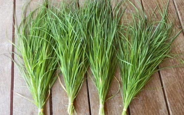 Το φυτό που απωθεί τα κουνούπια