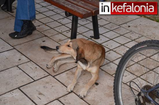 Διαδηλωτής σκύλος δίνει «ρέστα» στην Πλατεία Καμπάνας (video)