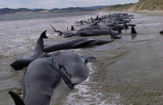 Οικολογική τραγωδία στη Ν. Ζηλανδία: Περισσότερες από 100 φάλαινες νεκρές