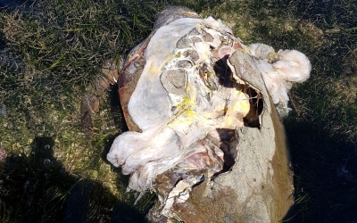 Νεκρή θαλάσσια χελώνα στο Αργοστόλι