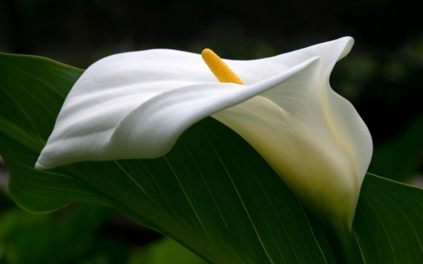 Συλλυπητήρια για την απώλεια του Ανδρέα Τζιλλιάνου