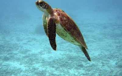 Οι ωκεανοί γίνονται εχθρικοί για τις θαλάσσιες χελώνες – Τι διαπίστωσαν επιστήμονες