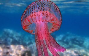 Στην Κέρκυρα, το μεγαλύτερο πρόβλημα με τις μωβ μέδουσες