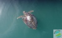 Wildlife Sense: Οδηγίες για την προστασία των θαλάσσιων χελωνών στο Αργοστόλι