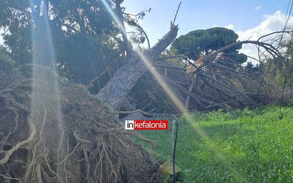 Μεταξάτα: Σε εξέλιξη εργασίες αποκατάστασης μετά την πτώση δέντρου και κολώνων της ΔΕΗ