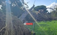 Μεταξάτα: Σε εξέλιξη εργασίες αποκατάστασης μετά την πτώση δέντρου και κολώνων της ΔΕΗ