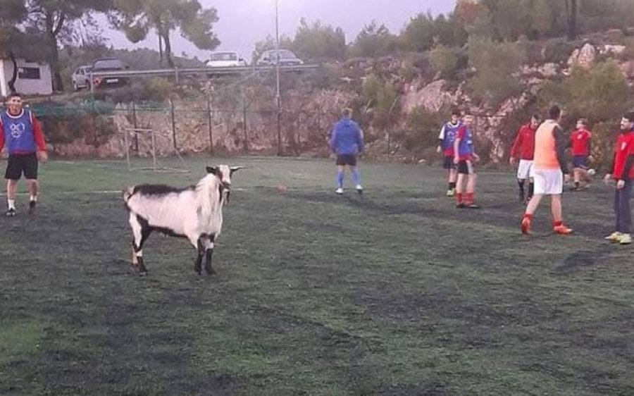 Γίνονται και αυτά | Τράγος κάνει βόλτα σε γήπεδο της Ζακύνθου