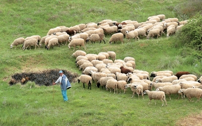 Αιτήσεις βοσκήσιμων γαιών και σχεδίων βόσκησης