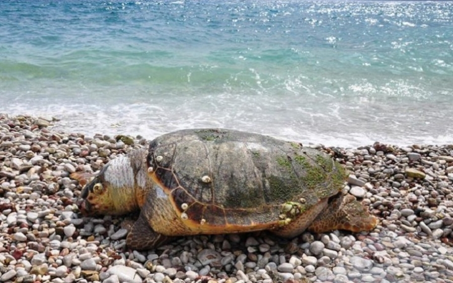 Νεκρή θαλάσσια χελώνα καρέτα-καρέτα εντοπίστηκε στον Λουρδά