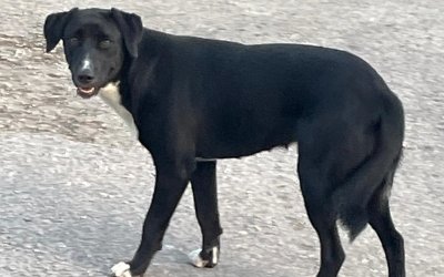 Βρέθηκε σκυλί στα Τζανετάτα