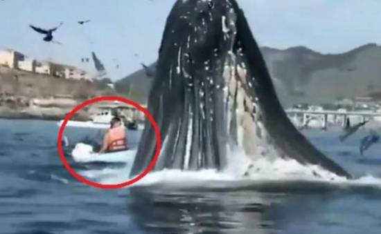 Ένα βίντεο που κόβει την ανάσα - Φάλαινα επιτέθηκε σε φουσκωτή βάρκα!