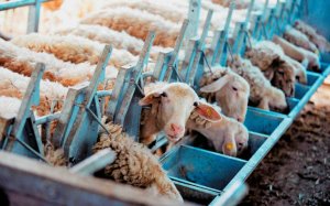 Ε.Α.Σ.: Επιδότηση ζωοτροφών στους συμπατριώτες κτηνοτρόφους