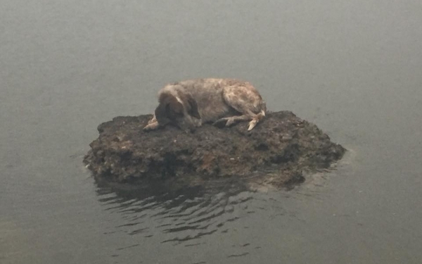 Η Λούα, το σκυλάκι που συγκίνησε σώθηκε και είναι ξανά με τους δικούς του (εικόνα)
