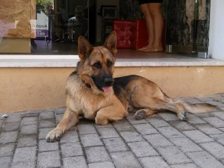 Λυκόσκυλο κυκλοφορεί στο Λιθόστρωτο - Το έχασε κανείς;