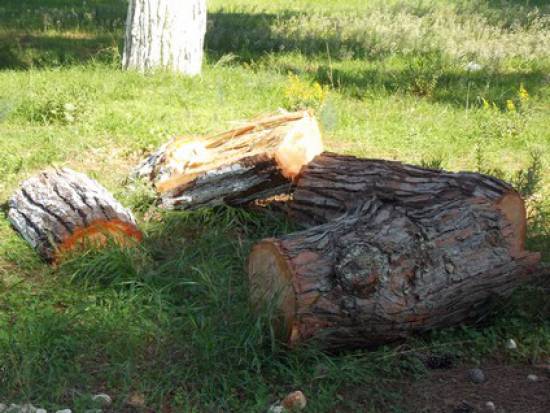 Γιατί κόβουν τα πεύκα στον Κούταβο;