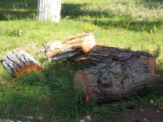 Γιατί κόβουν τα πεύκα στον Κούταβο; 