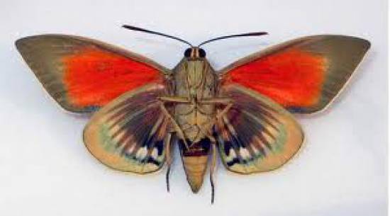 Μεγάλος κίνδυνος για τα φοινικοειδή του νησιού μας από την πεταλούδα Παϊσαντίσια (λεπιδόπτερο Paysandisia archon)
