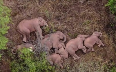 «Σαρώνουν» τα πάντα οι ασιατικοί ελέφαντες που έγιναν viral για τον ύπνο τους (εικόνες)