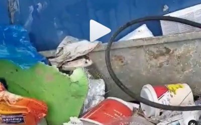 Βασίλης Χαραλαμπόπουλος: Μπήκε σε κάδο σκουπιδιών και έσωσε ένα πανέμορφο κουτάβι (VIDEO)