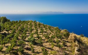 Στο κορυφαίο οινικό περιοδικό της Ελλάδας η δράση του Συνδέσμου Οινοποιών Κεφαλονιάς.