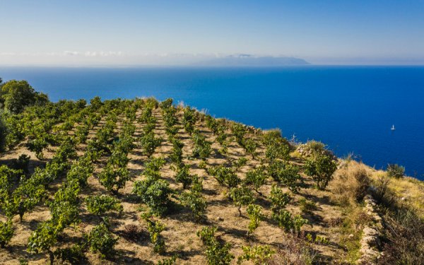 Στο κορυφαίο οινικό περιοδικό της Ελλάδας η δράση του Συνδέσμου Οινοποιών Κεφαλονιάς.