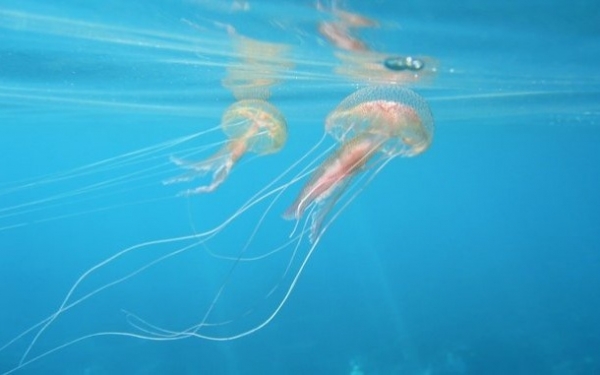 Εφιαλτικό σενάριο: "Οι μέδουσες θα αντικαταστήσουν τα ψάρια"