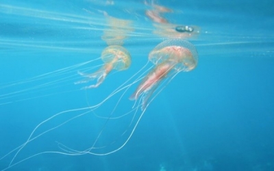 Εφιαλτικό σενάριο: "Οι μέδουσες θα αντικαταστήσουν τα ψάρια"