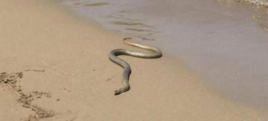 Πανικός σε παραλία της Κέρκυρας όταν εμφανίστηκε φίδι (εικόνα)