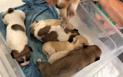 6 πανέμορφα σκυλάκια αναζητούν οικογένεια