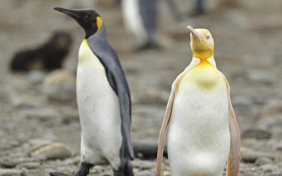 Φωτογράφος αποτυπώνει στον φακό του έναν σπάνιο κίτρινο πιγκουίνο σε 3 υπέροχες λήψεις