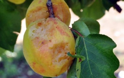 Πάτρα: Κατεστραμμένες καλλιέργειες μετά την κακοκαιρία - Περιμένουν τους εκτιμητές του ΕΛΓΑ