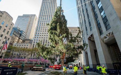 Απίθανη κουκουβάγια ταξίδεψε μέχρι τη Νέα Υόρκη -Με το φορτηγό που μετέφερε το χριστουγεννιάτικο δέντρο του Rockefeller Center