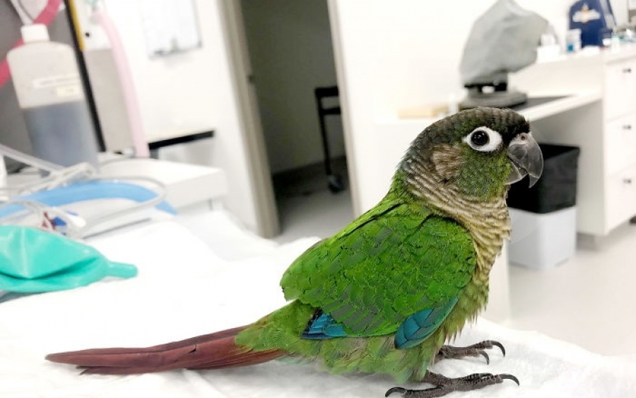 Κτηνίατρος στην Αυστραλία έδωσε νέα ζωή σε παπαγάλο με προσθετική φτερών (εικόνες)