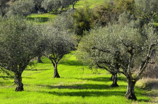 Ενημέρωση για την προστασία των ελαιόδεντρων από το δάκο