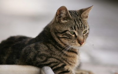 Επιστήμονες κλωνοποίησαν για πρώτη φορά γάτα