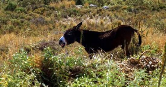 Γάιδαρος σε ιστοσελίδα για μεταχειρισμένα οχήματα!