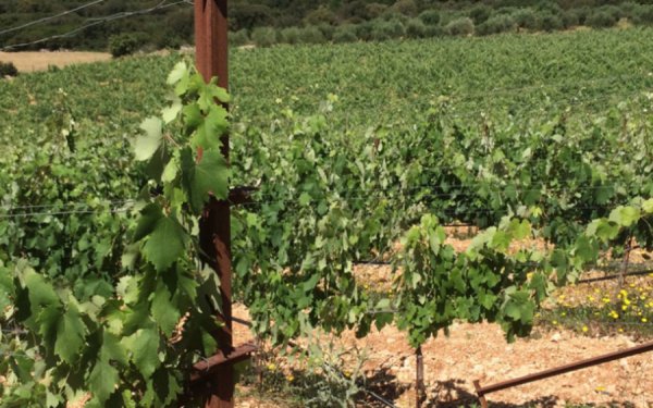 Δωρεάν Σεμινάριο Γεωργίας Ακριβείας για Επαγγελματίες του Κρασιού στην Κεφαλονιά & Ιθάκη