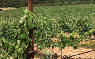 Δωρεάν Σεμινάριο Γεωργίας Ακριβείας για Επαγγελματίες του Κρασιού στην Κεφαλονιά &amp; Ιθάκη