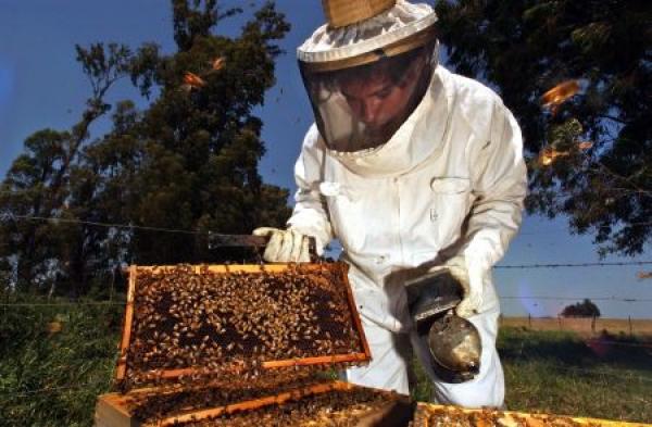 Πρόγραμμα ταχύρυθμης εκπαίδευσης μελισσοκόμων