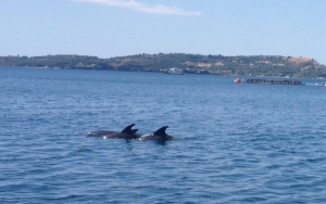 Δελφίνια στον κόλπο του Αργοστολίου!