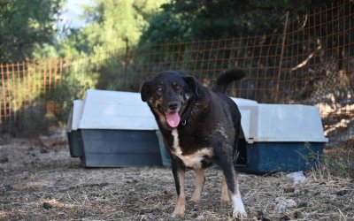 Δήμος Σάμης: Δίδονται σκυλιά για υιοθεσία (εικόνες)