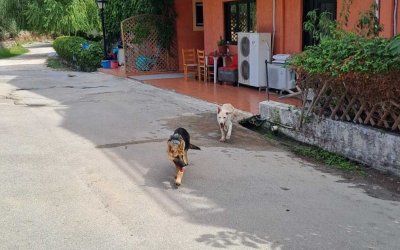 Περιφέρονται στα Κουντουράτα – Τα αναζητά κανείς;