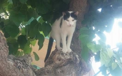 Βρέθηκε η γάτα που είχε χαθεί στο Αργοστόλι (Εικόνα)